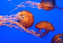 Monterey Bay Aquarium